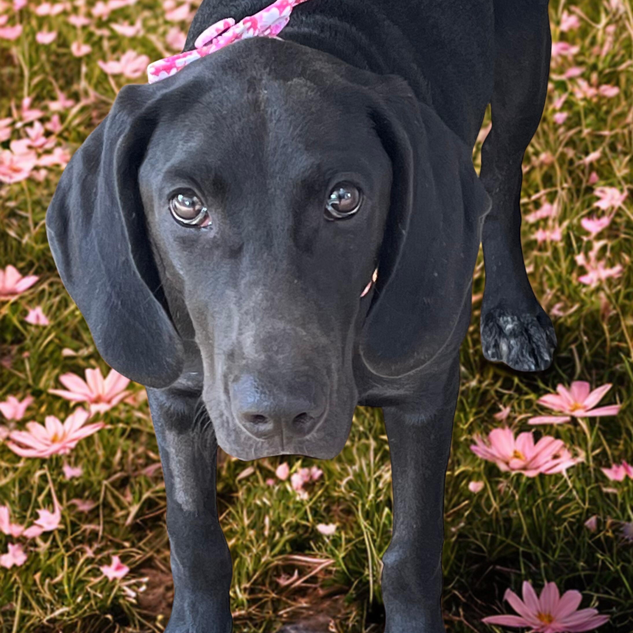 Opal, a Adoptable mixed breed in Boulder, CO image 5/5