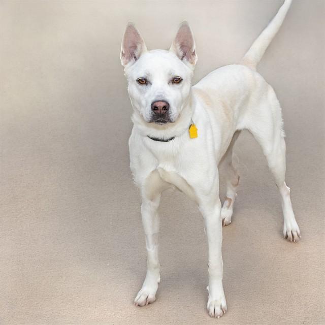 BEATRICE, Adoptable, Young Female Siberian Husky & Mixed Breed.