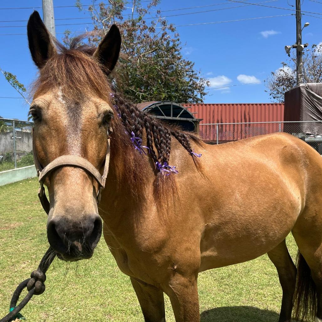 Thalion, Adoptable, Senior Male Quarterhorse & HorseMix.