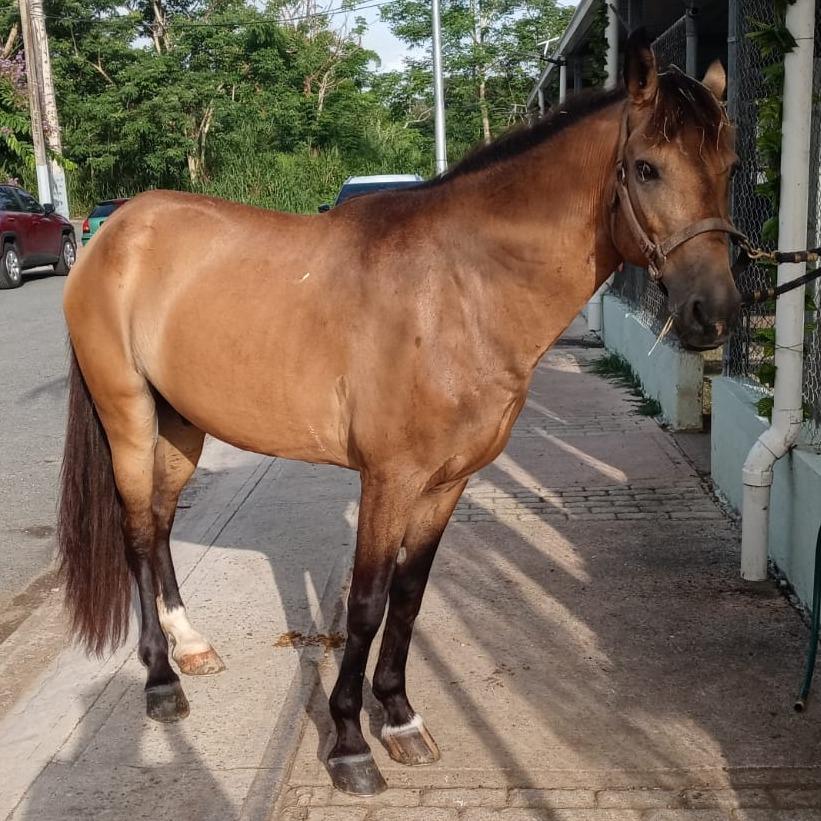 Thalion, a Adoptable mixed breed in Guaynabo, PR image 2/2