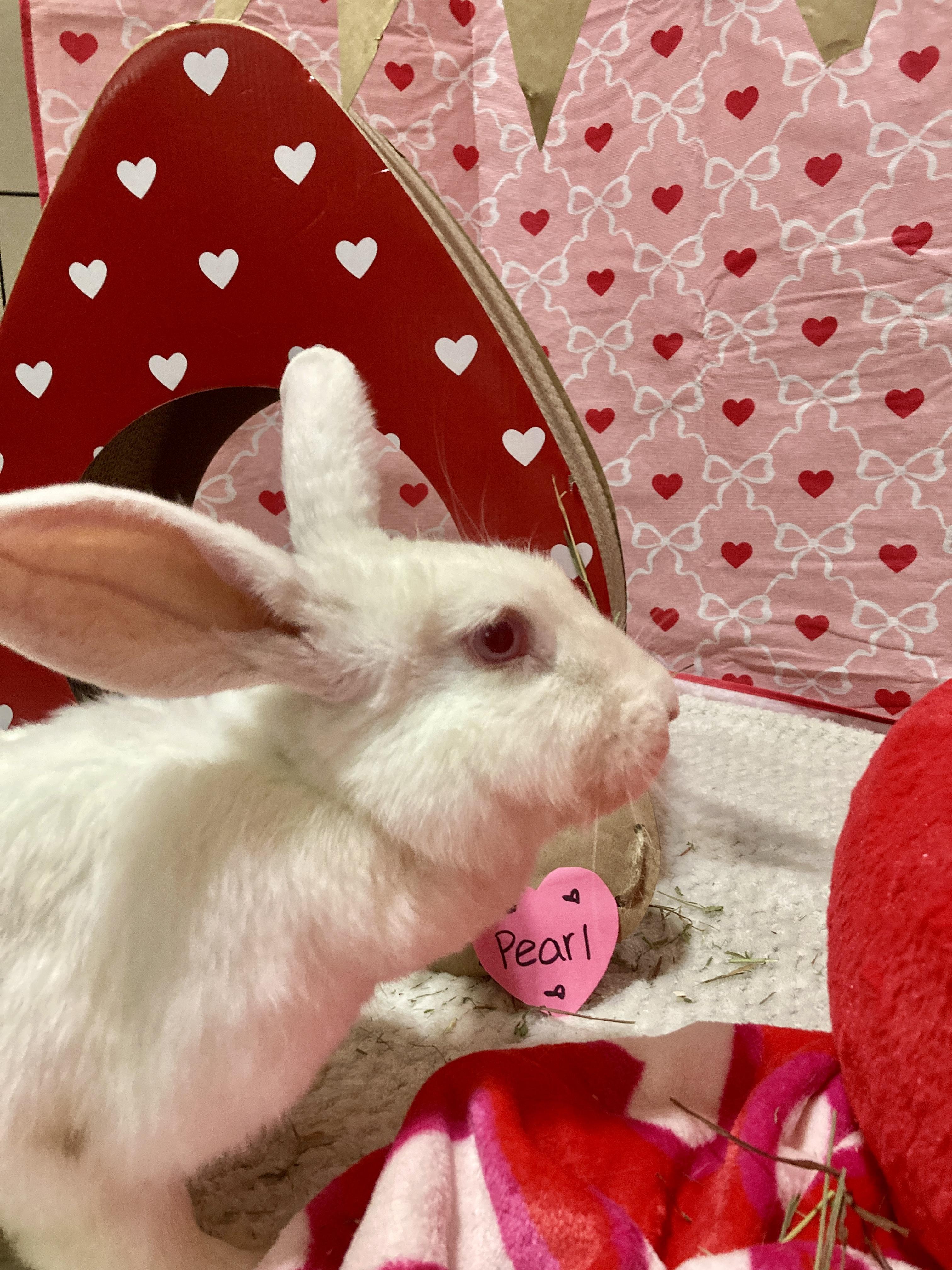 Enlarge Pearl, a ADOPTABLE New Zealand in Little Rock, AR image 3/6