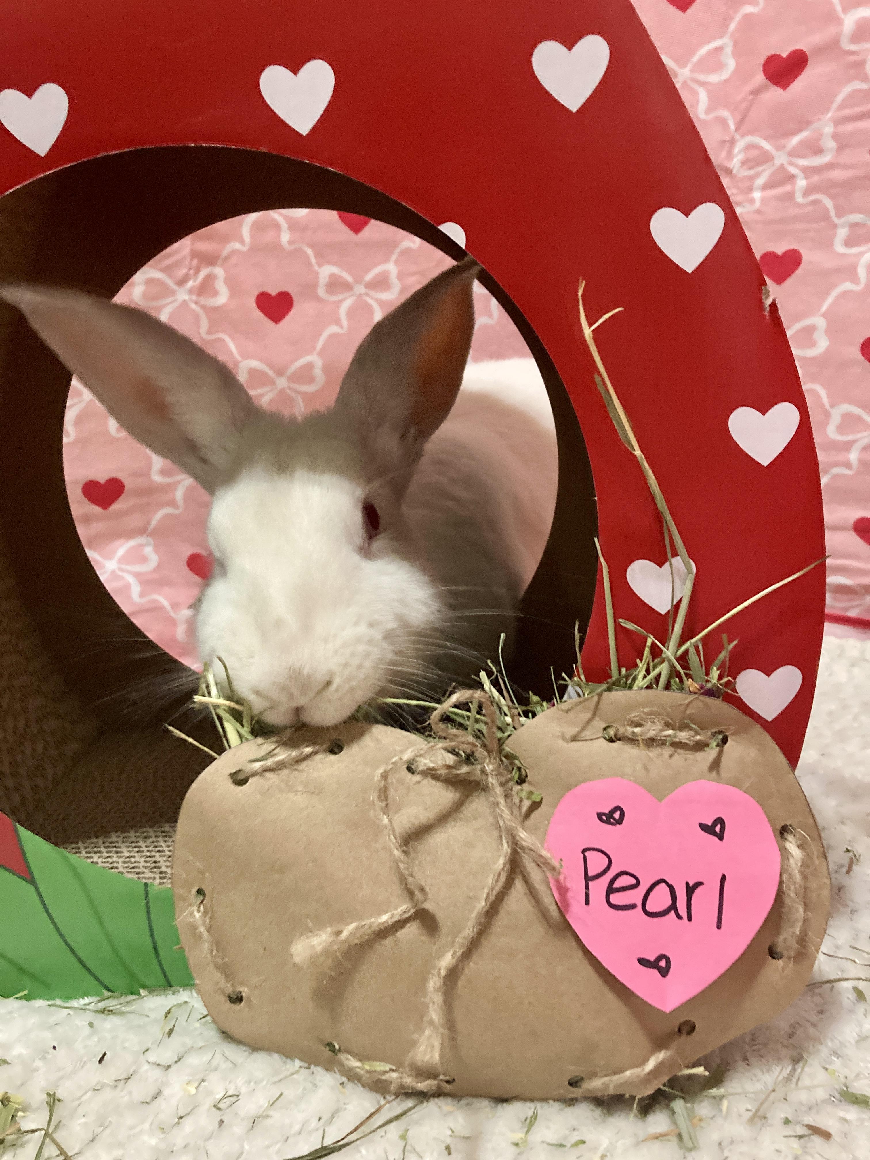 Enlarge Pearl, a ADOPTABLE New Zealand in Little Rock, AR image 4/6