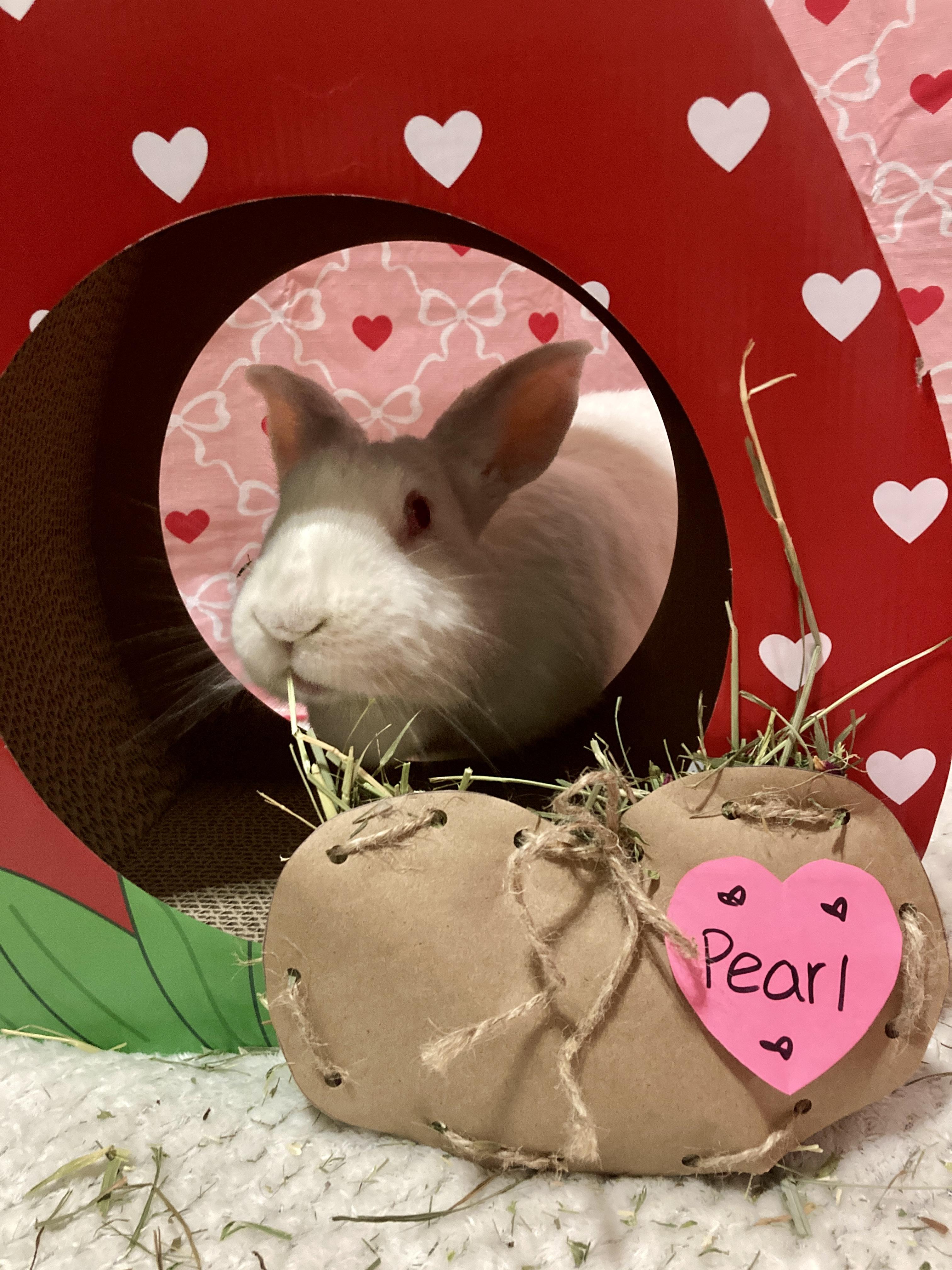 Enlarge Pearl, a ADOPTABLE New Zealand in Little Rock, AR image 1/6