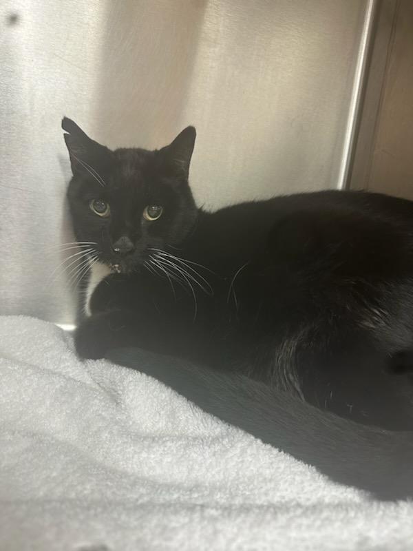 Ellie, Adoptable, Senior Male Domestic Short Hair.