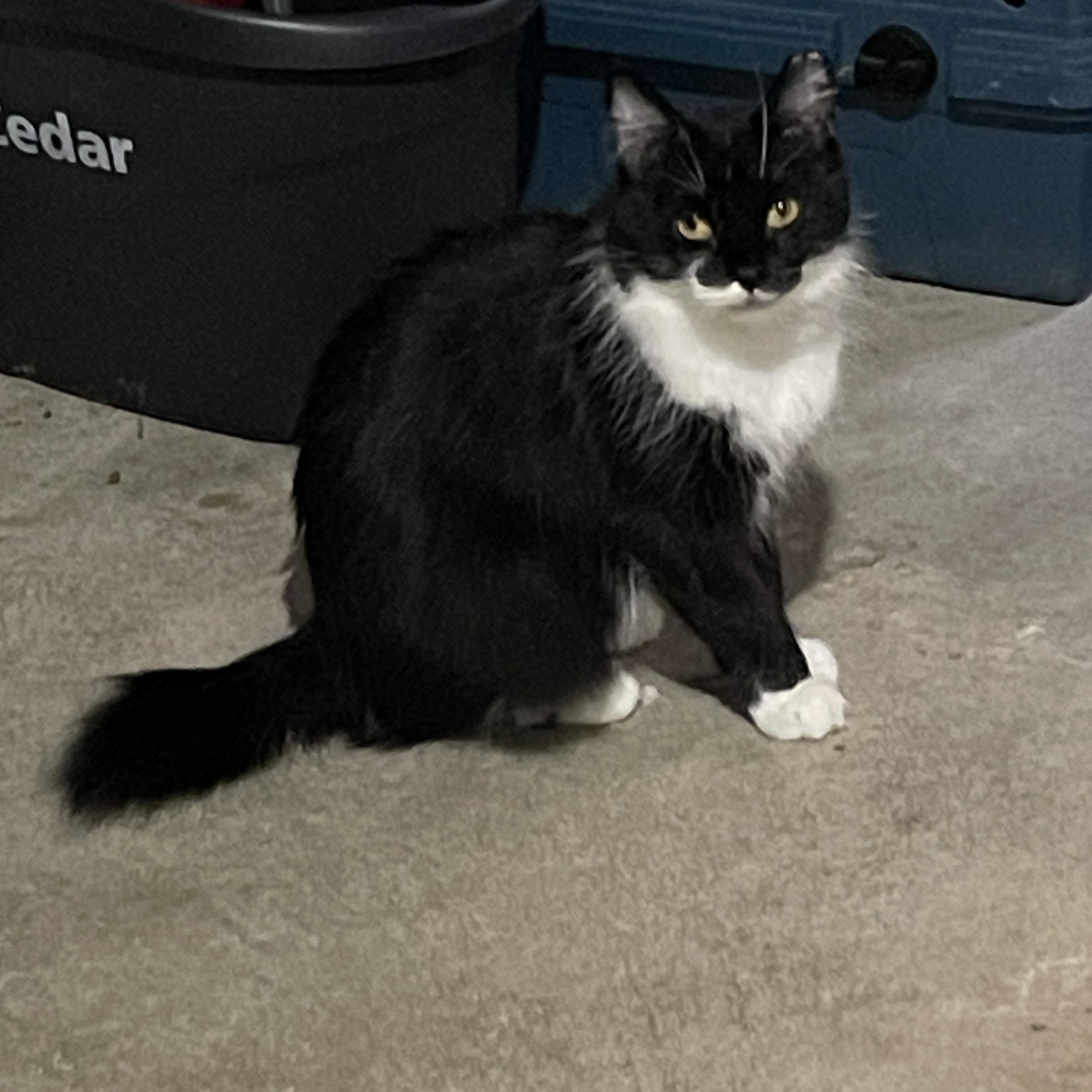 Naomi, ADOPTABLE, Young Female Domestic Medium Hair.