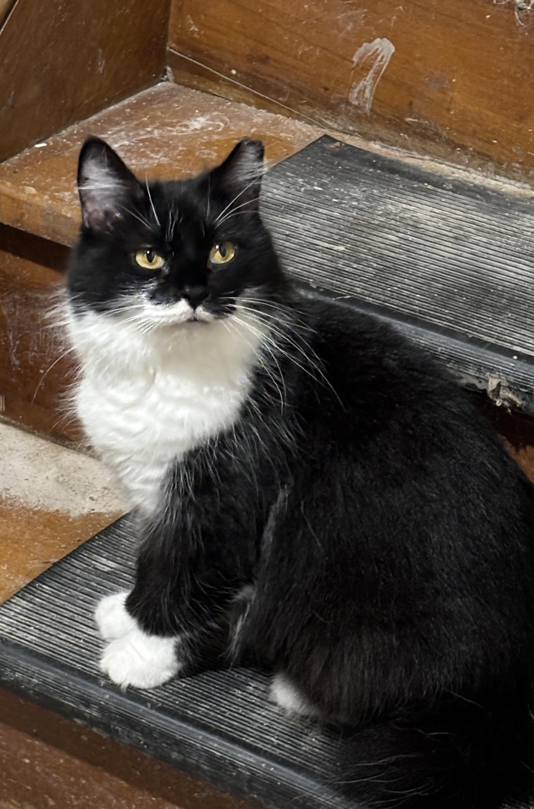 Enlarge Naomi, a ADOPTABLE Domestic Medium Hair in Milwaukee, WI image 2/4