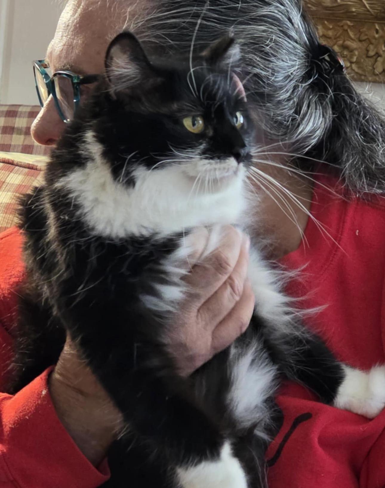 Enlarge Naomi, a ADOPTABLE Domestic Medium Hair in Milwaukee, WI image 3/4