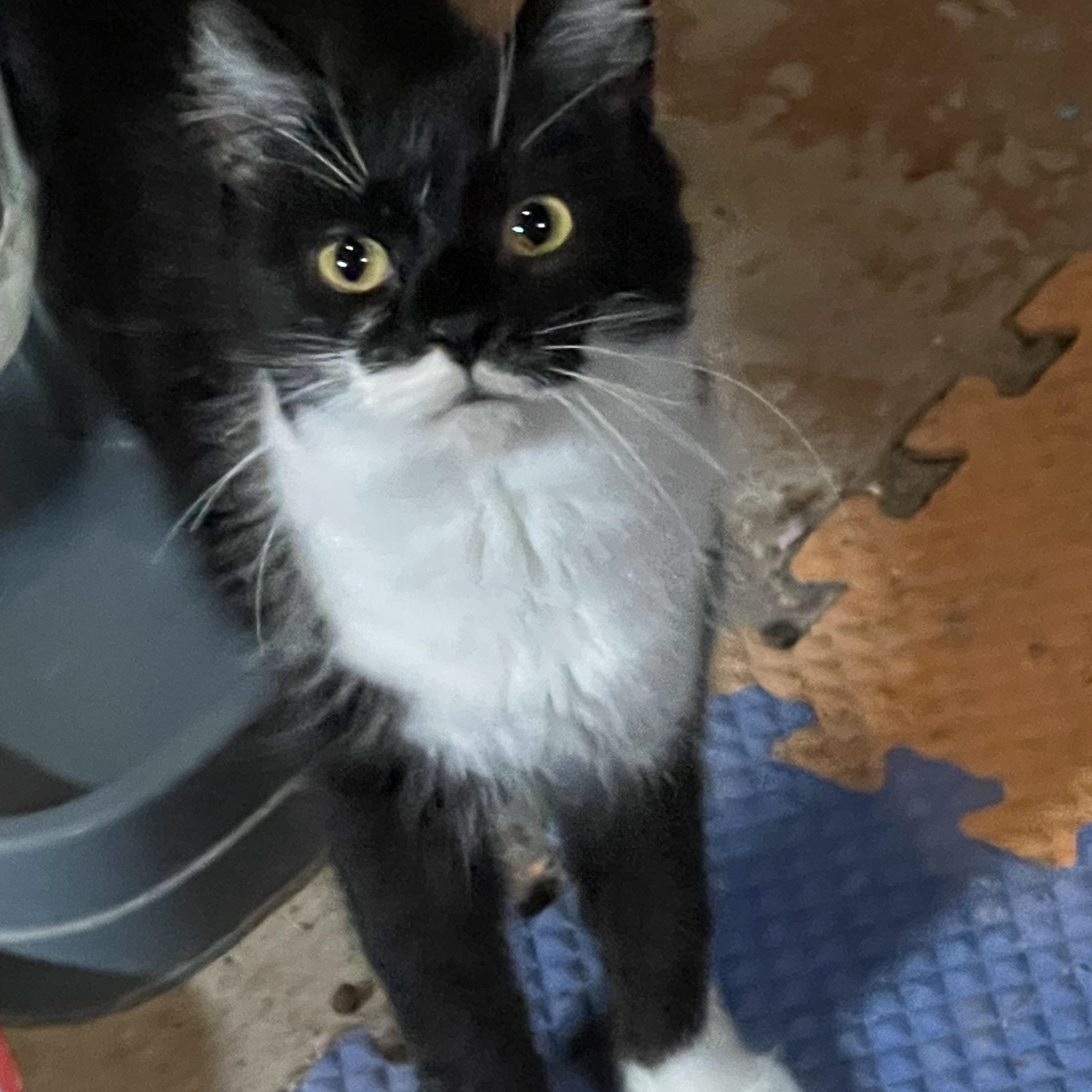 Naomi, ADOPTABLE, Young Female Domestic Medium Hair.