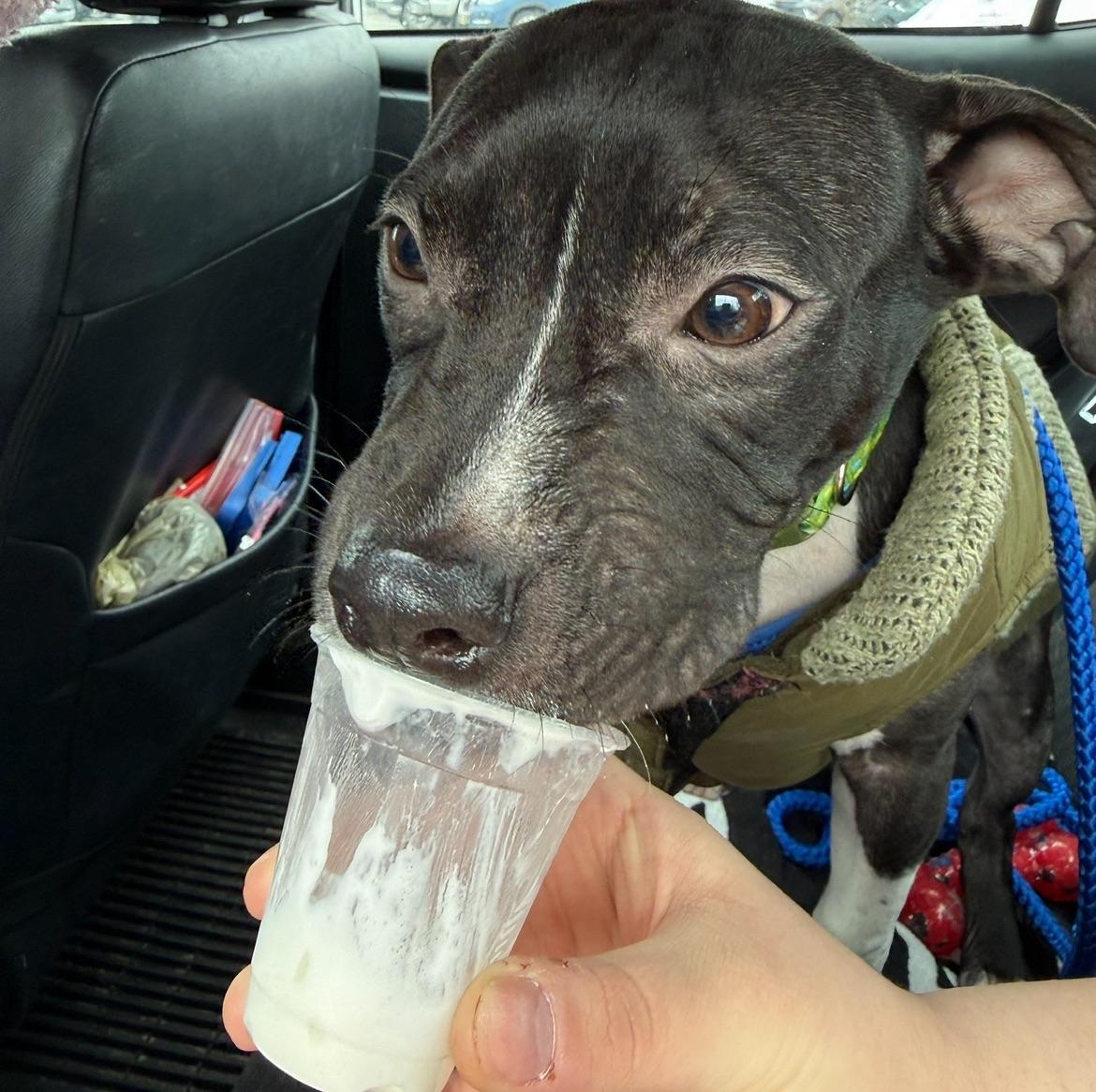 Enlarge Mad Max, a ADOPTABLE Mixed Breed in Pittsburgh, PA image 3/5