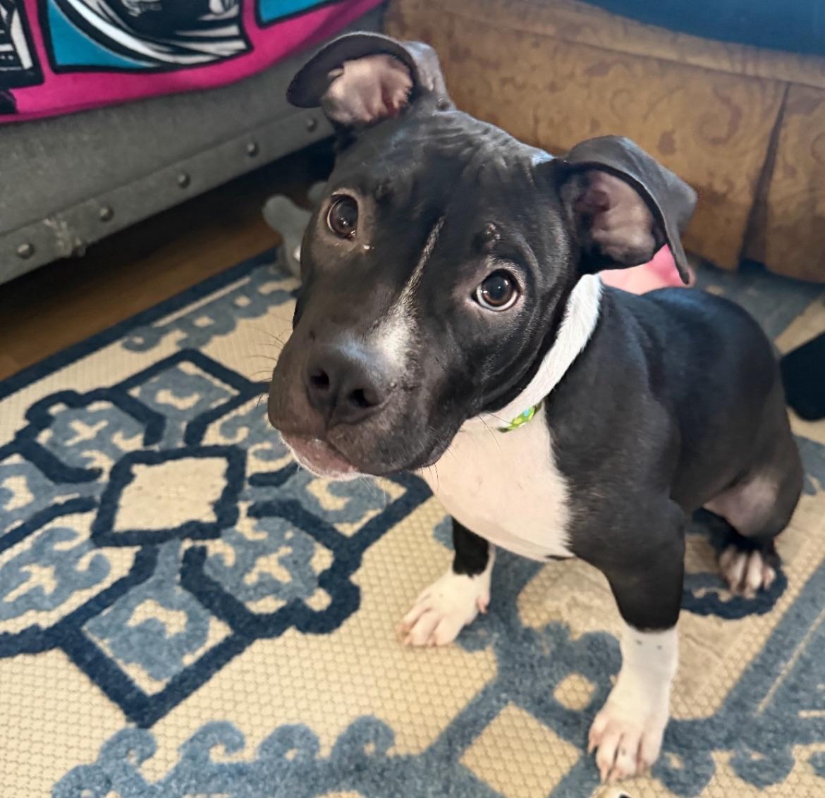 Mad Max, ADOPTABLE, Puppy Male Mixed Breed.