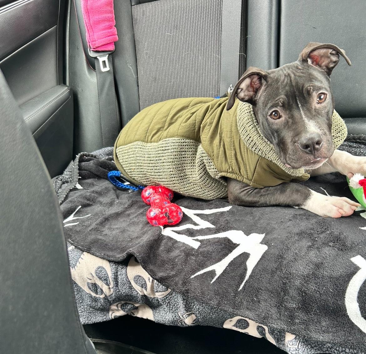 Enlarge Mad Max, a ADOPTABLE Mixed Breed in Pittsburgh, PA image 2/5