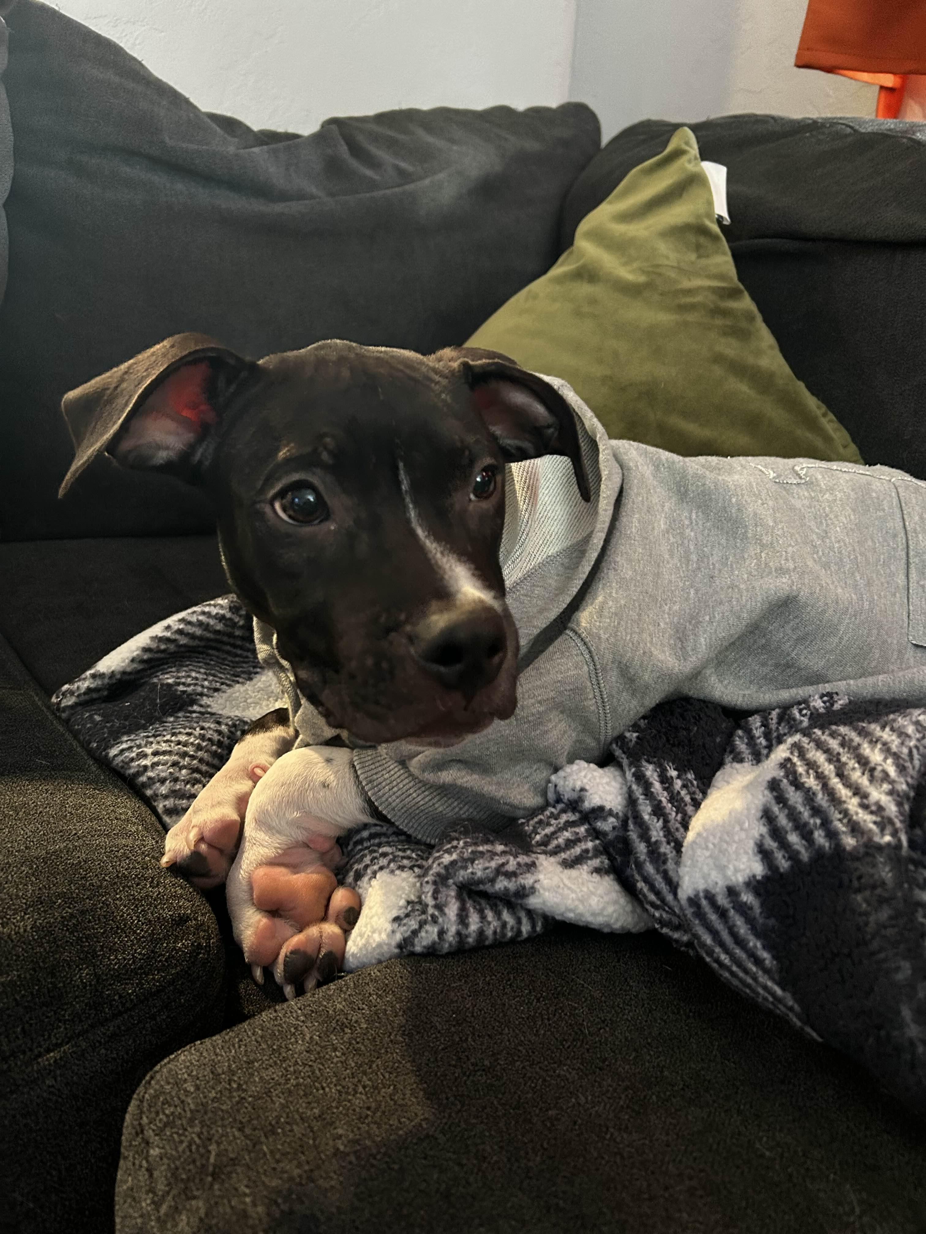 Enlarge Mad Max, a ADOPTABLE Mixed Breed in Pittsburgh, PA image 5/5