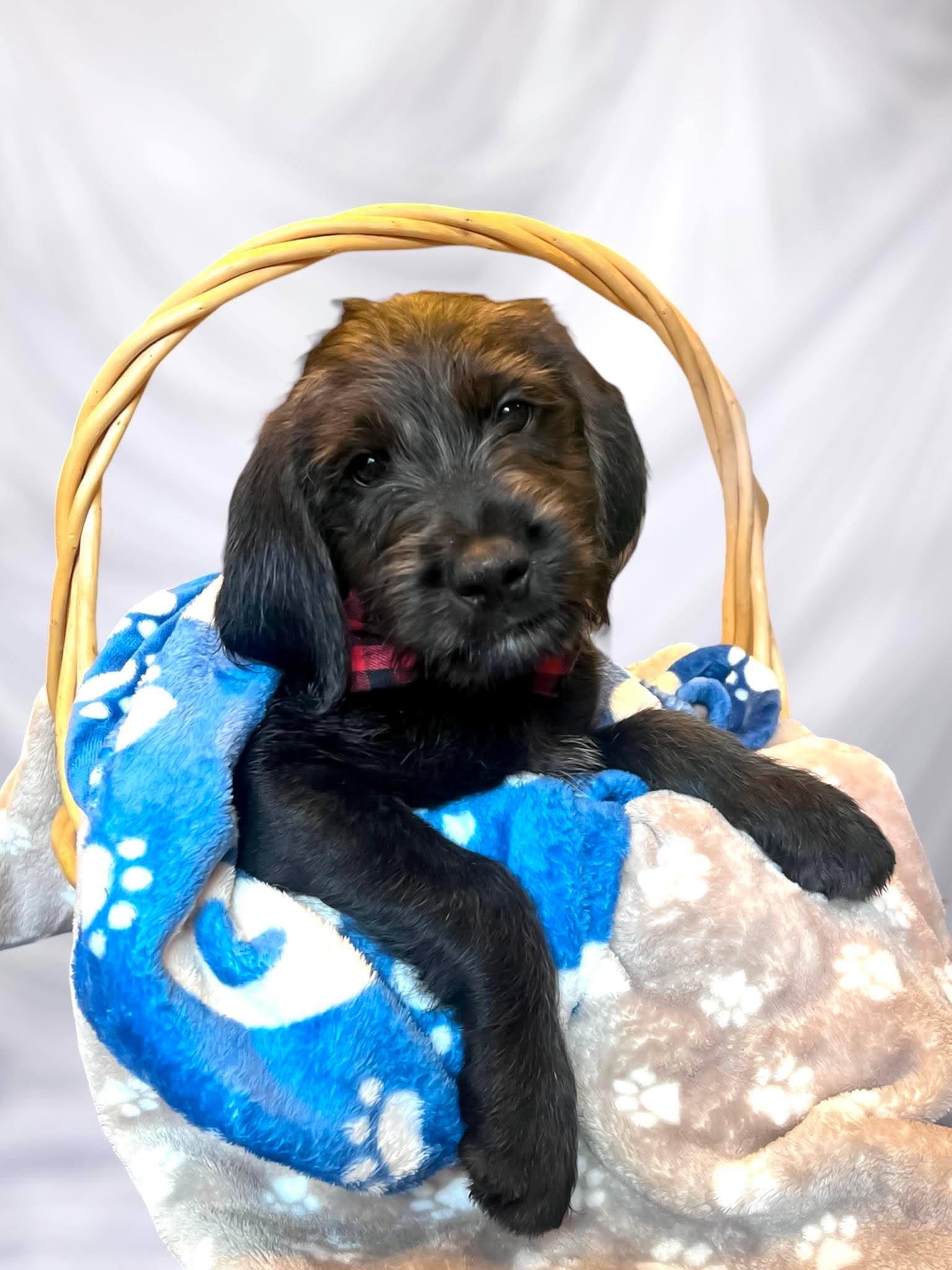 Houdini, adoptable, Puppy Male Poodle.