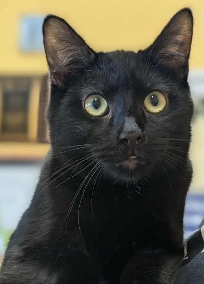 Enlarge Tawny, a Adoptable Domestic Short Hair in La Harpe, KS image 1/3