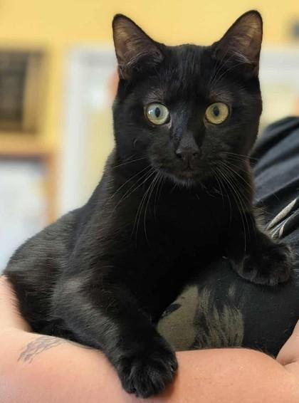 Enlarge Tawny, a Adoptable Domestic Short Hair in La Harpe, KS image 2/3