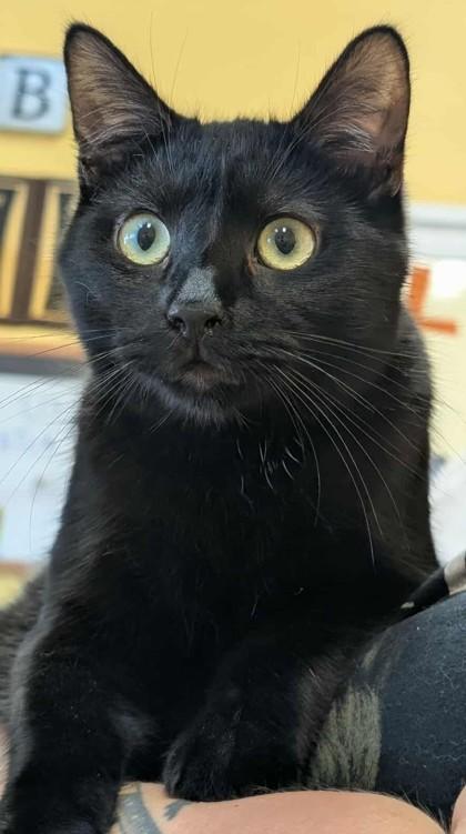 Enlarge Tawny, a Adoptable Domestic Short Hair in La Harpe, KS image 3/3