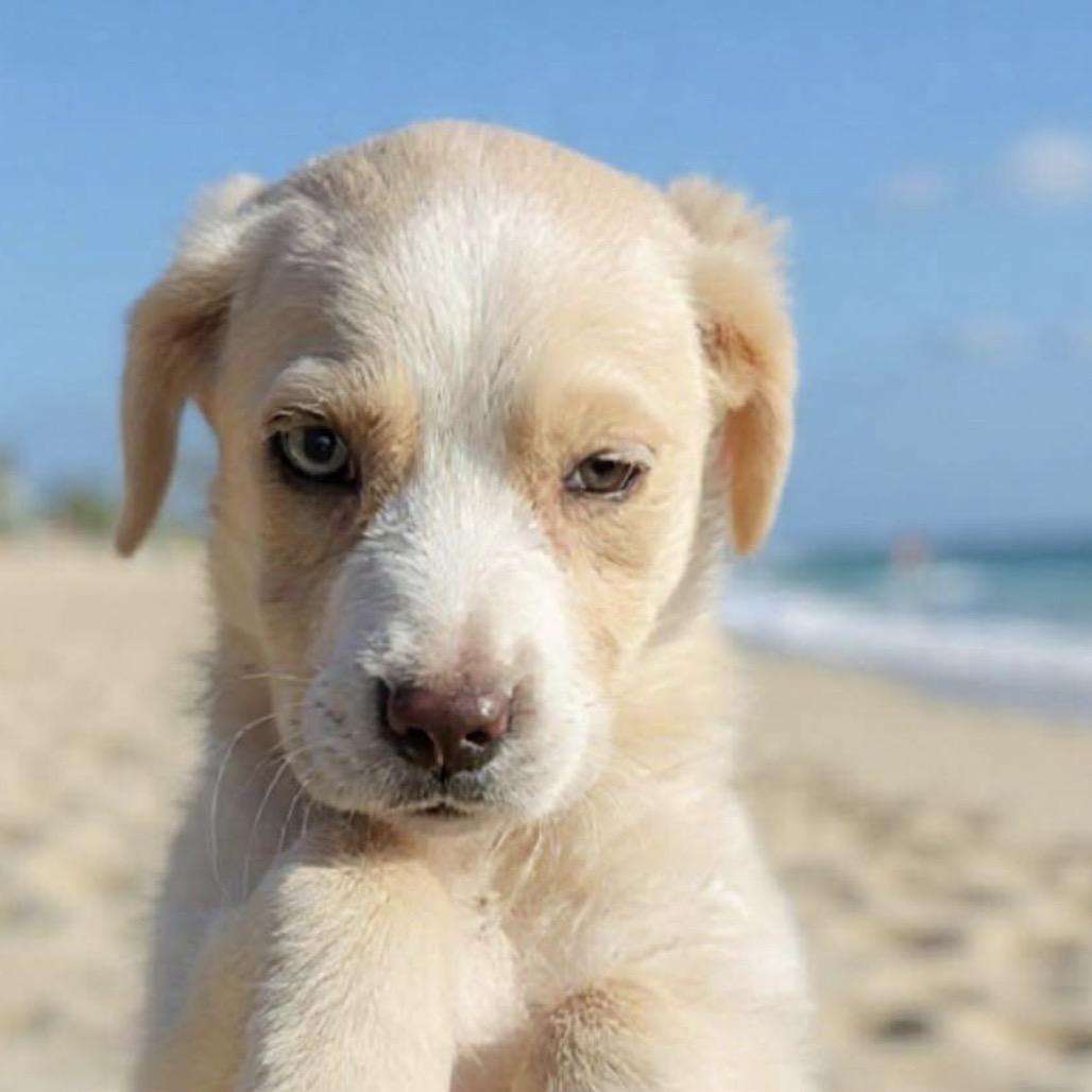 Gretna, Adoptable, Puppy Female Australian Shepherd & Brittany Spaniel.