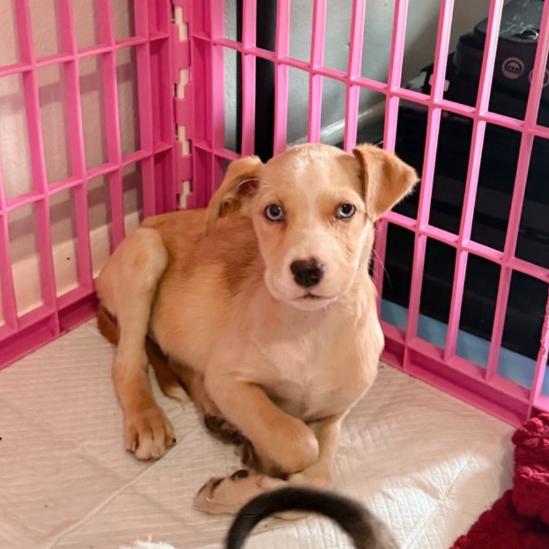 Enlarge Gretna, a Adoptable mixed breed in Baton Rouge, LA image 2/4