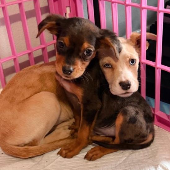 Enlarge Gretna, a Adoptable mixed breed in Baton Rouge, LA image 3/4