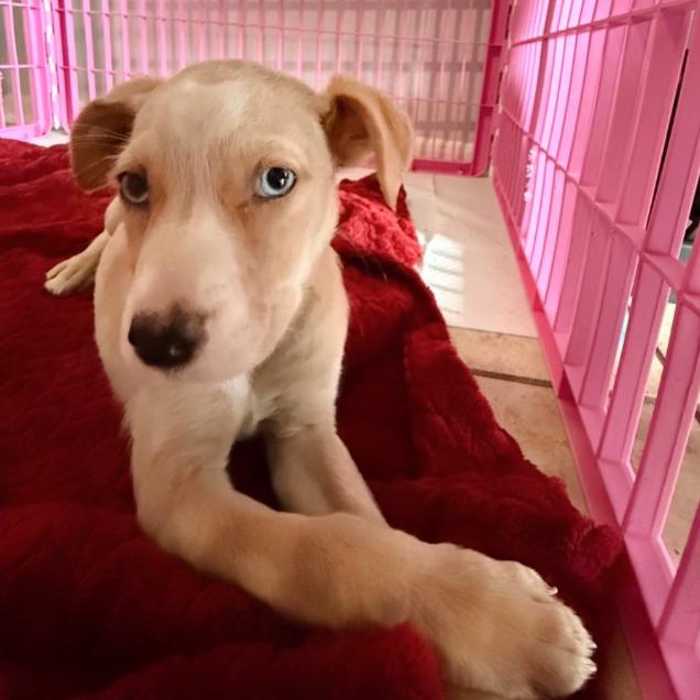 Enlarge Gretna, a Adoptable mixed breed in Baton Rouge, LA image 4/4