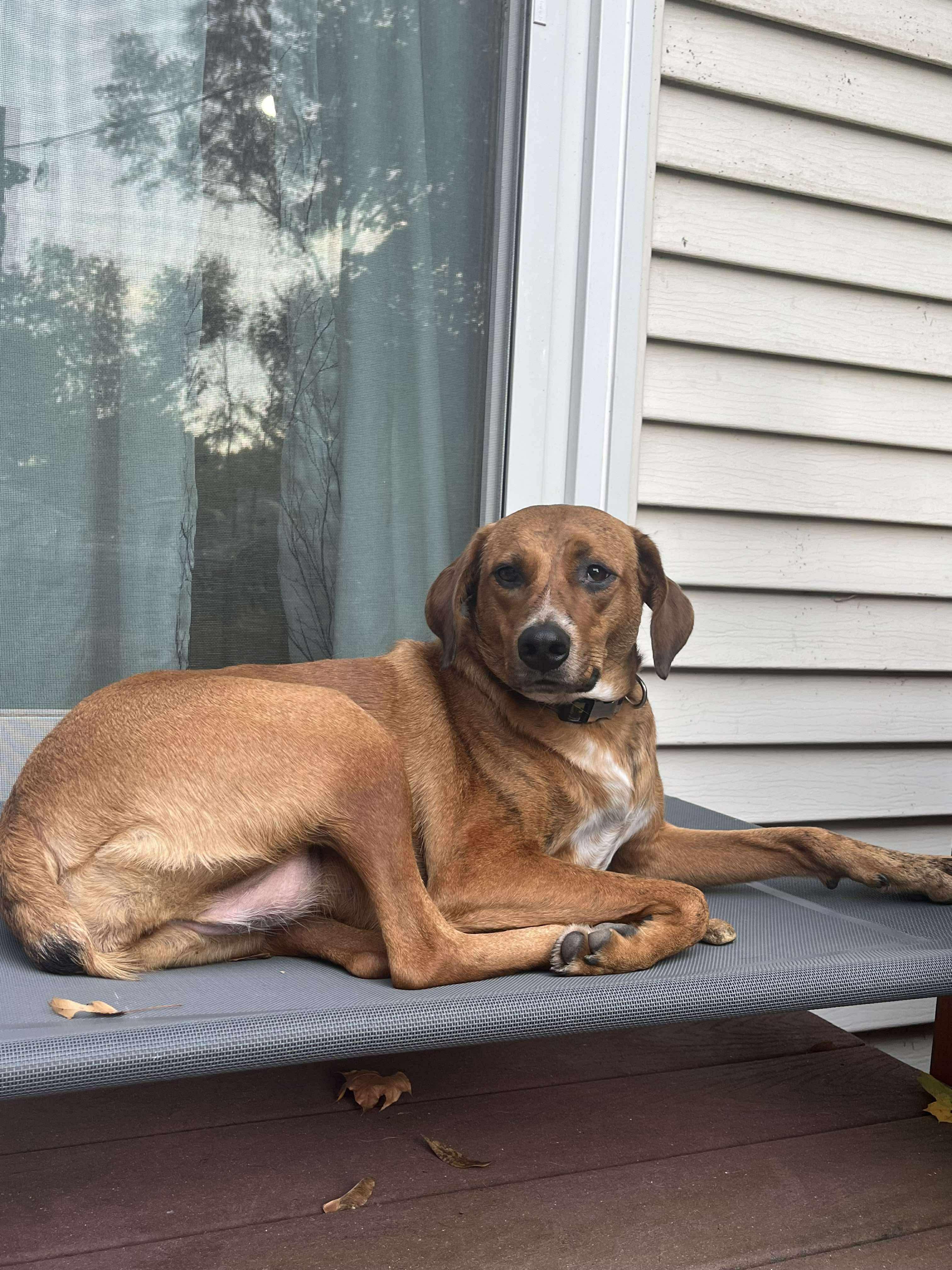 Enlarge Barbie, a Adoptable mixed breed in Westwood, NJ image 3/6