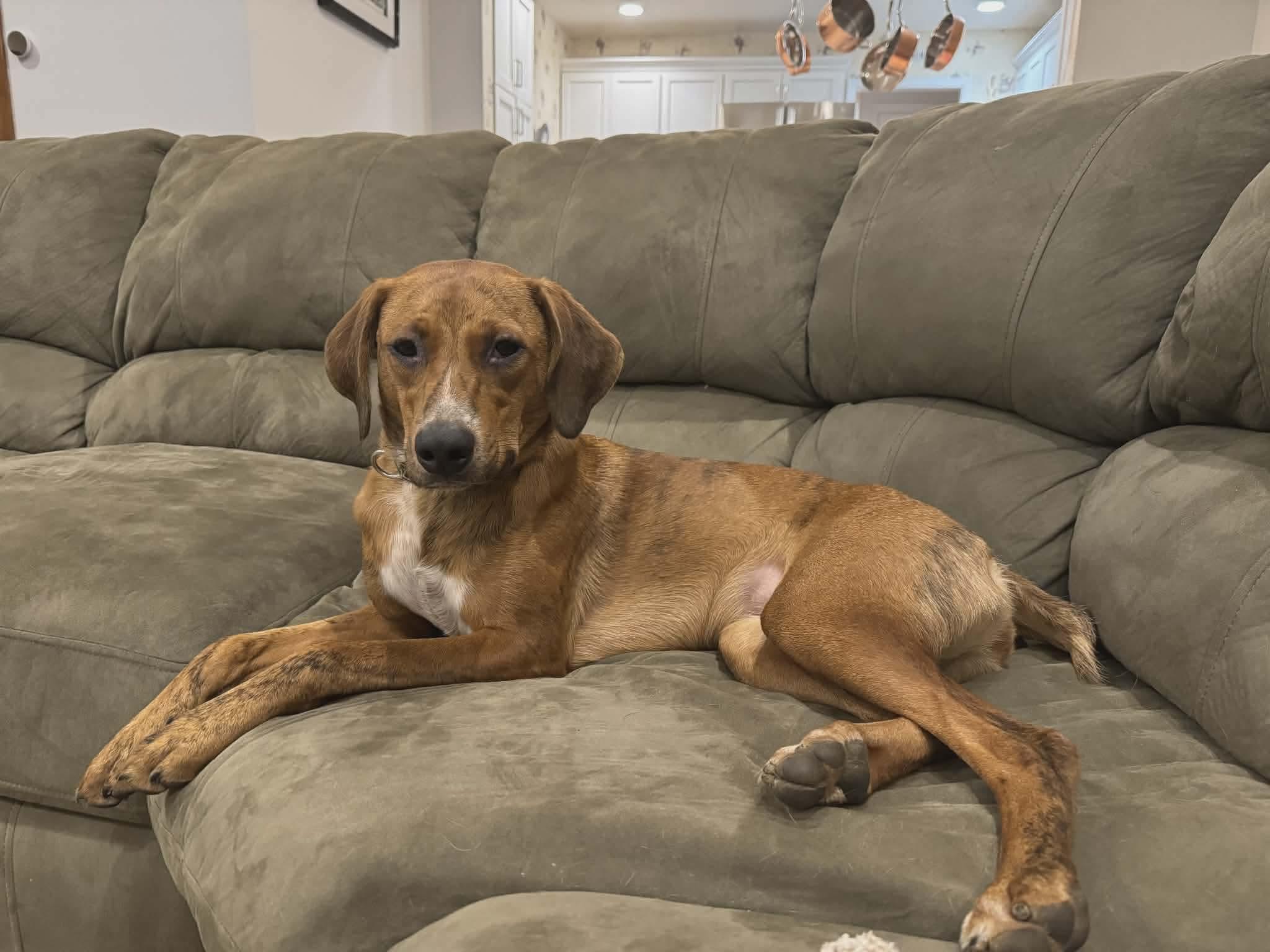 Enlarge Barbie, a Adoptable mixed breed in Westwood, NJ image 2/6