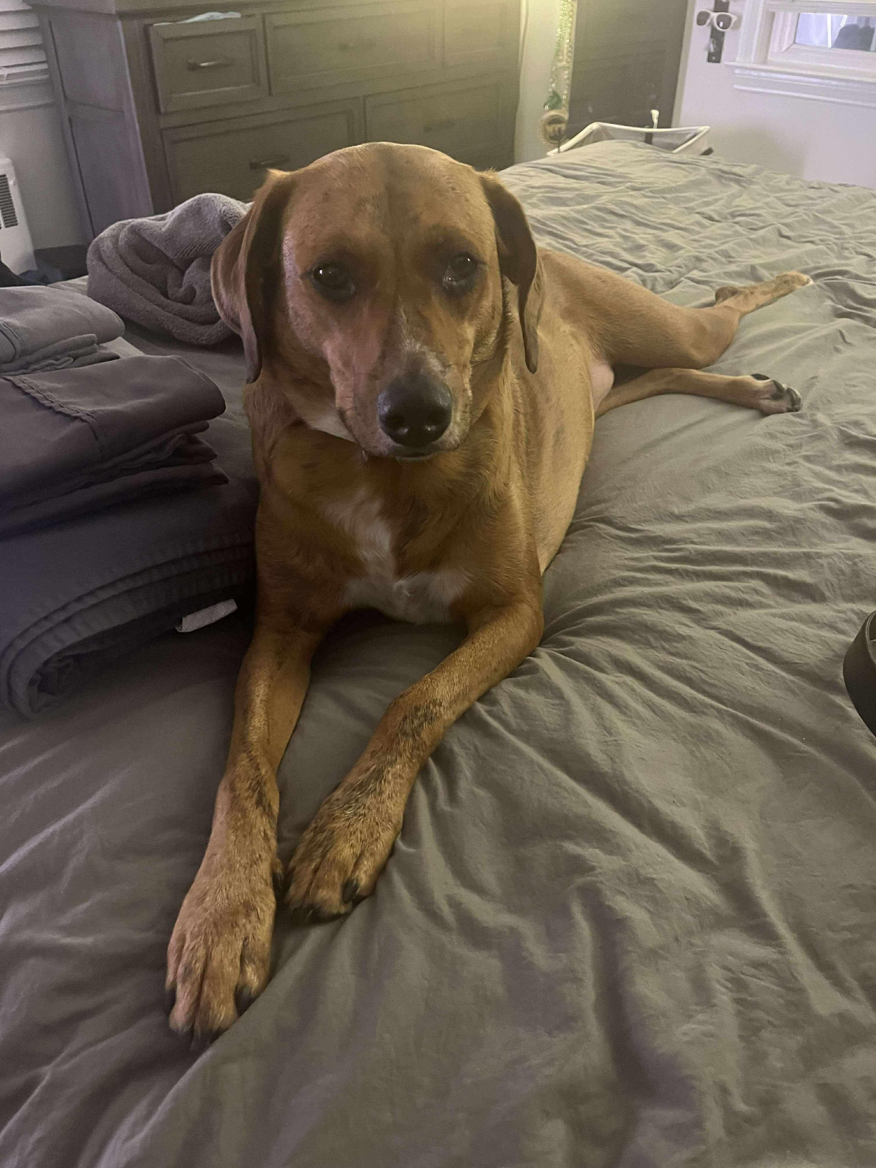 Enlarge Barbie, a Adoptable mixed breed in Westwood, NJ image 4/6