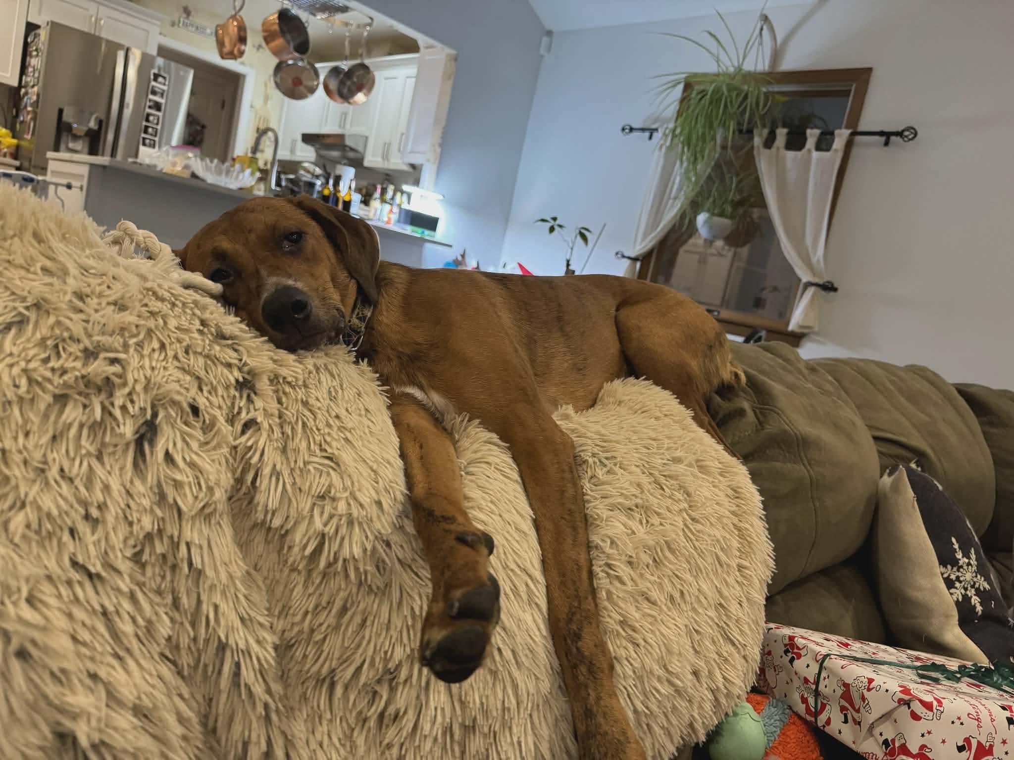 Enlarge Barbie, a Adoptable mixed breed in Westwood, NJ image 6/6
