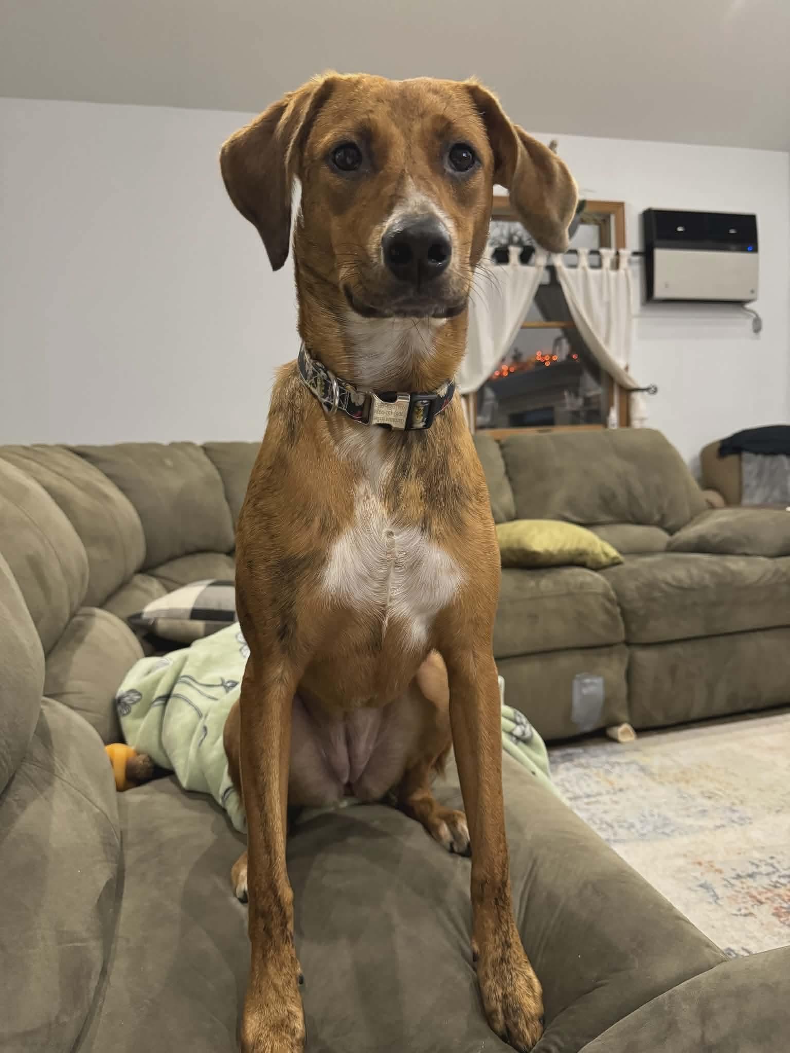 Barbie, Adoptable, Young Female Redbone Coonhound.