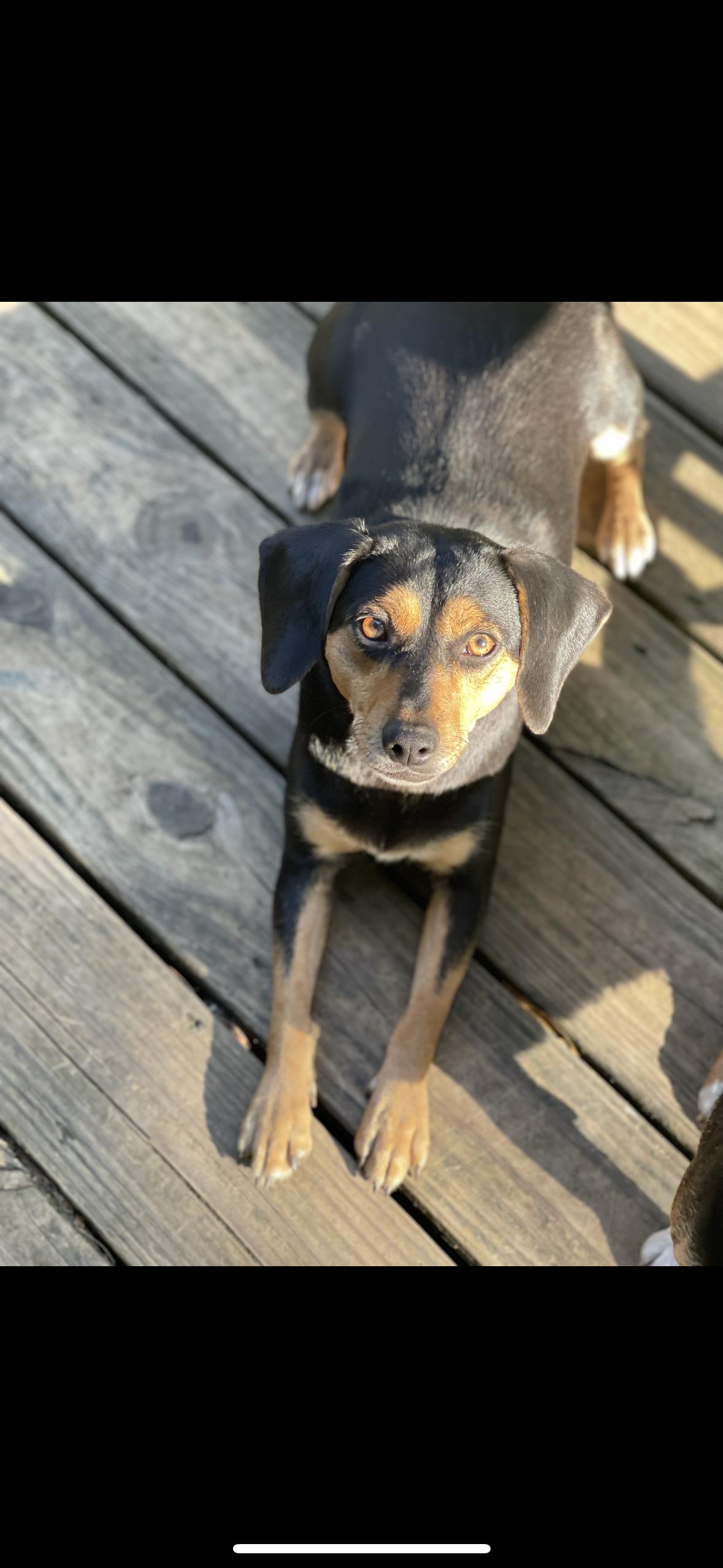 Rubie, Adopted, Young Female Beagle.