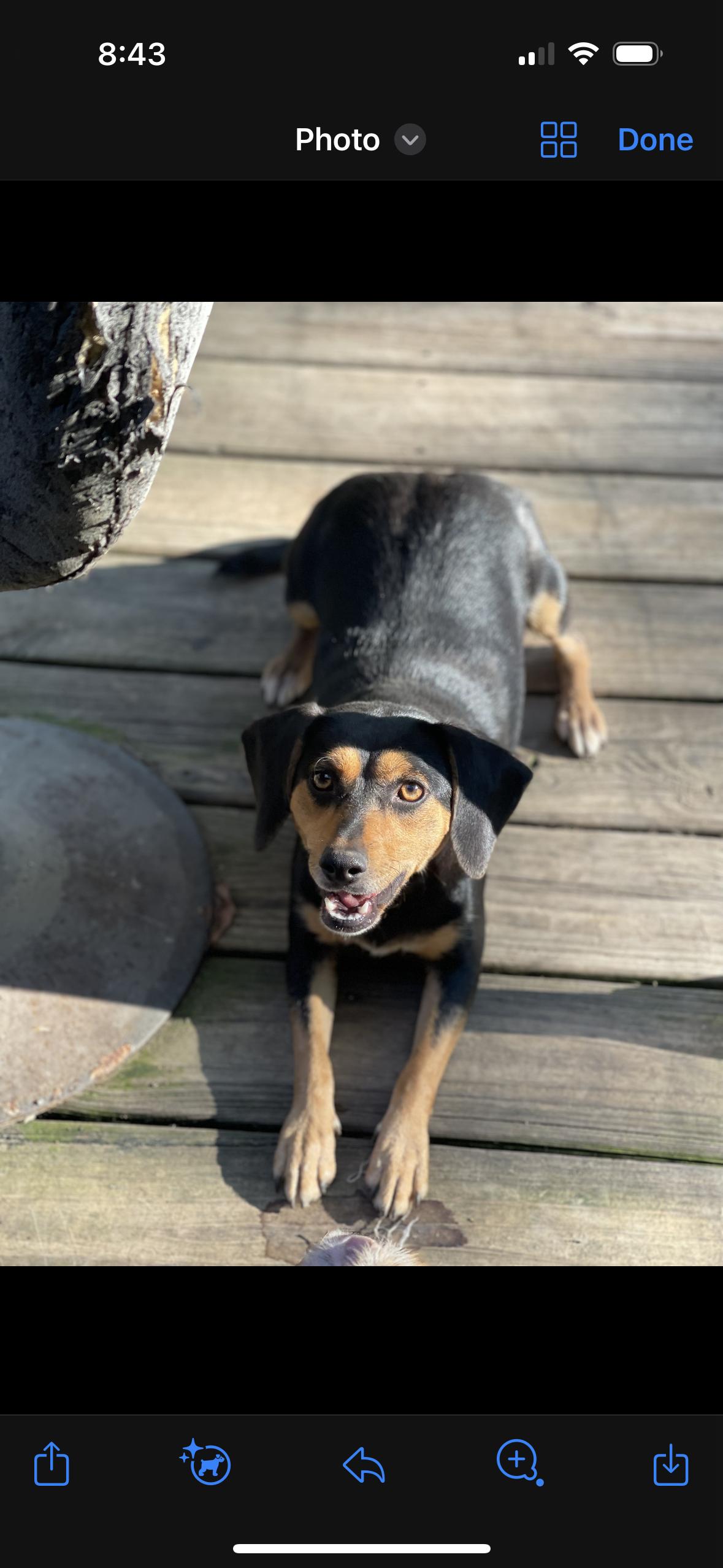 Enlarge Rubie, a Adopted mixed breed in Gadsden, AL image 2/3