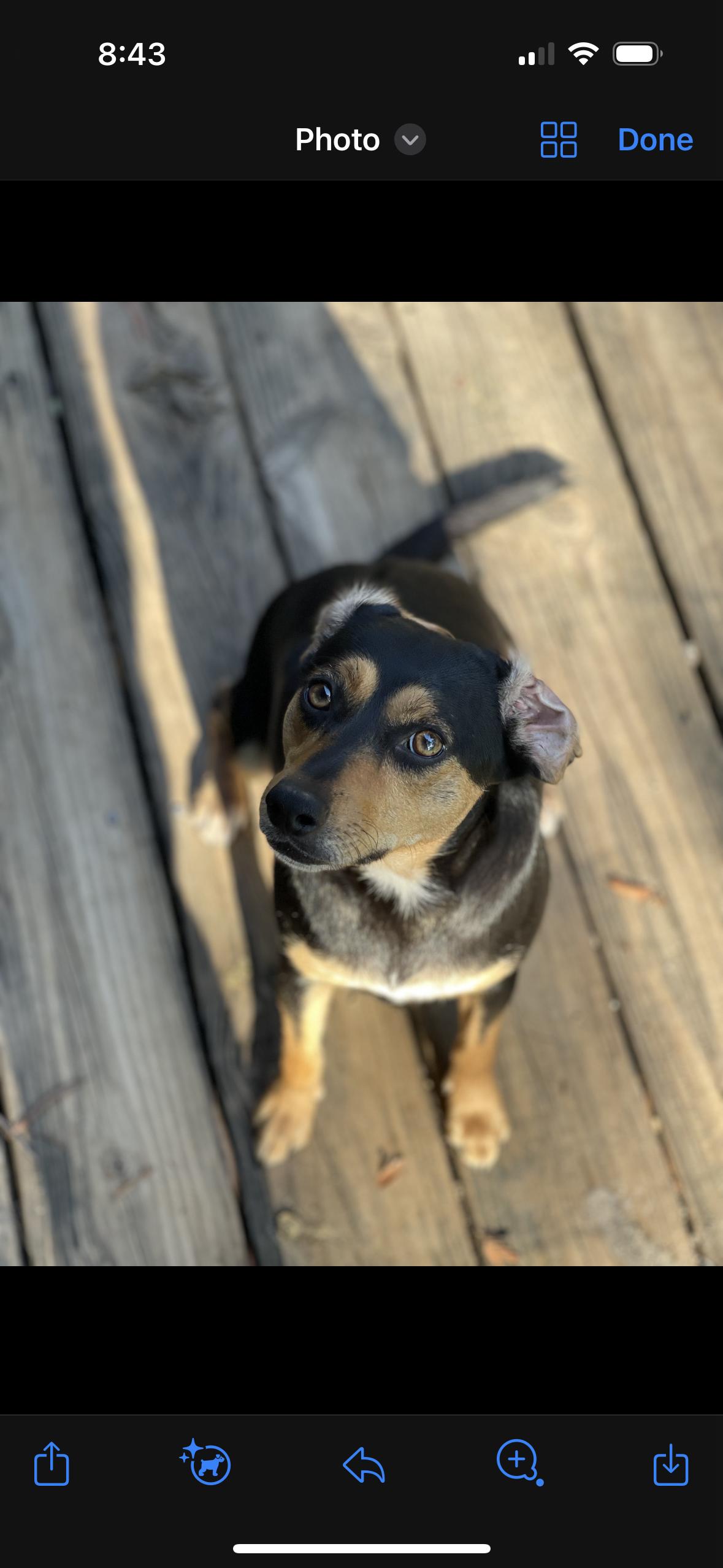 Enlarge Rubie, a Adopted mixed breed in Gadsden, AL image 3/3