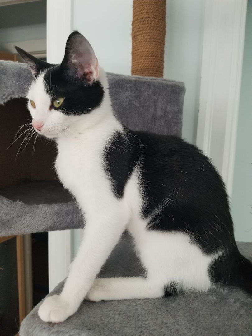 Enlarge Nike, a Adoptable Domestic Short Hair in Columbia, MD image 3/5