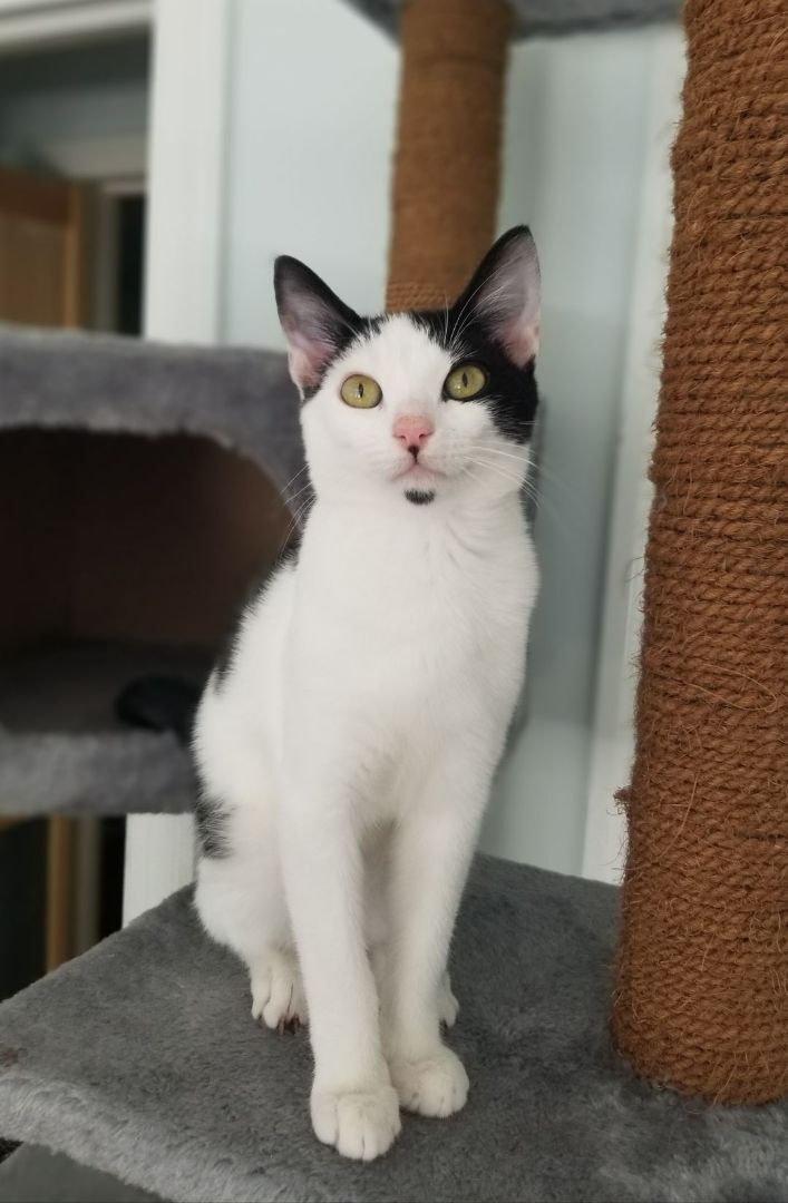 Nike, Adoptable, Adult Male Domestic Short Hair.