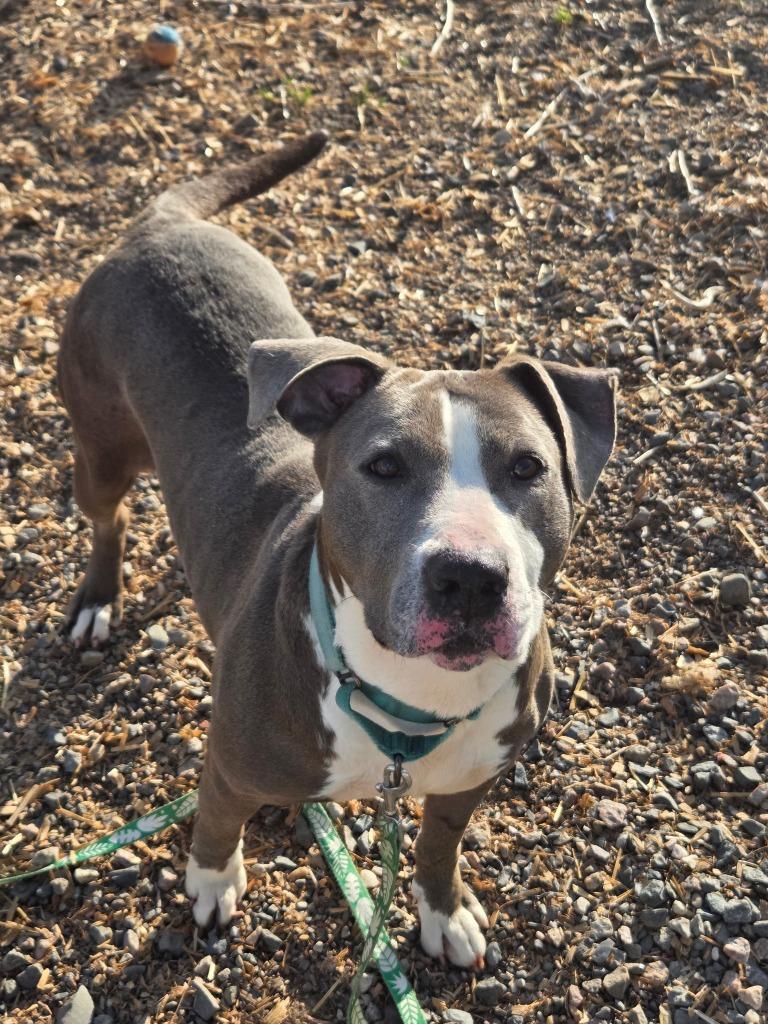 Nutty Nette, Adoptable, Adult Female Mixed Breed.