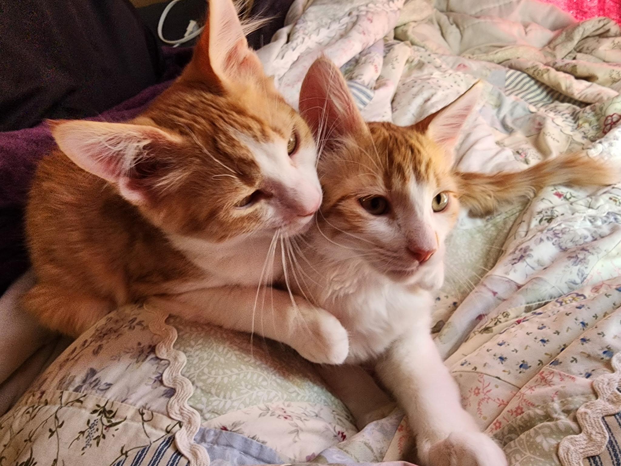 Yin and Yang, Adoptable, Kitten Male Domestic Short Hair & Tabby.