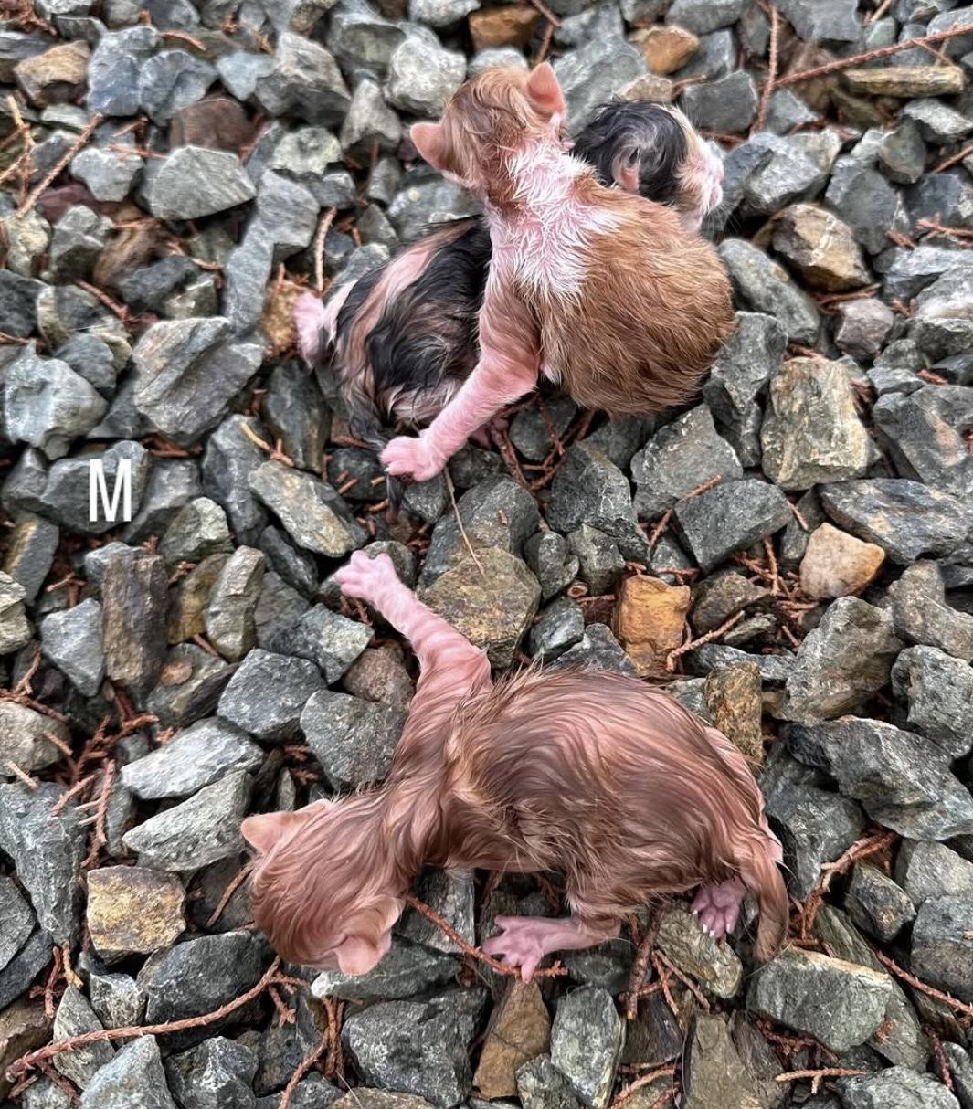 Enlarge Yin and Yang, a Adoptable mixed breed in Prescott, AZ image 5/5