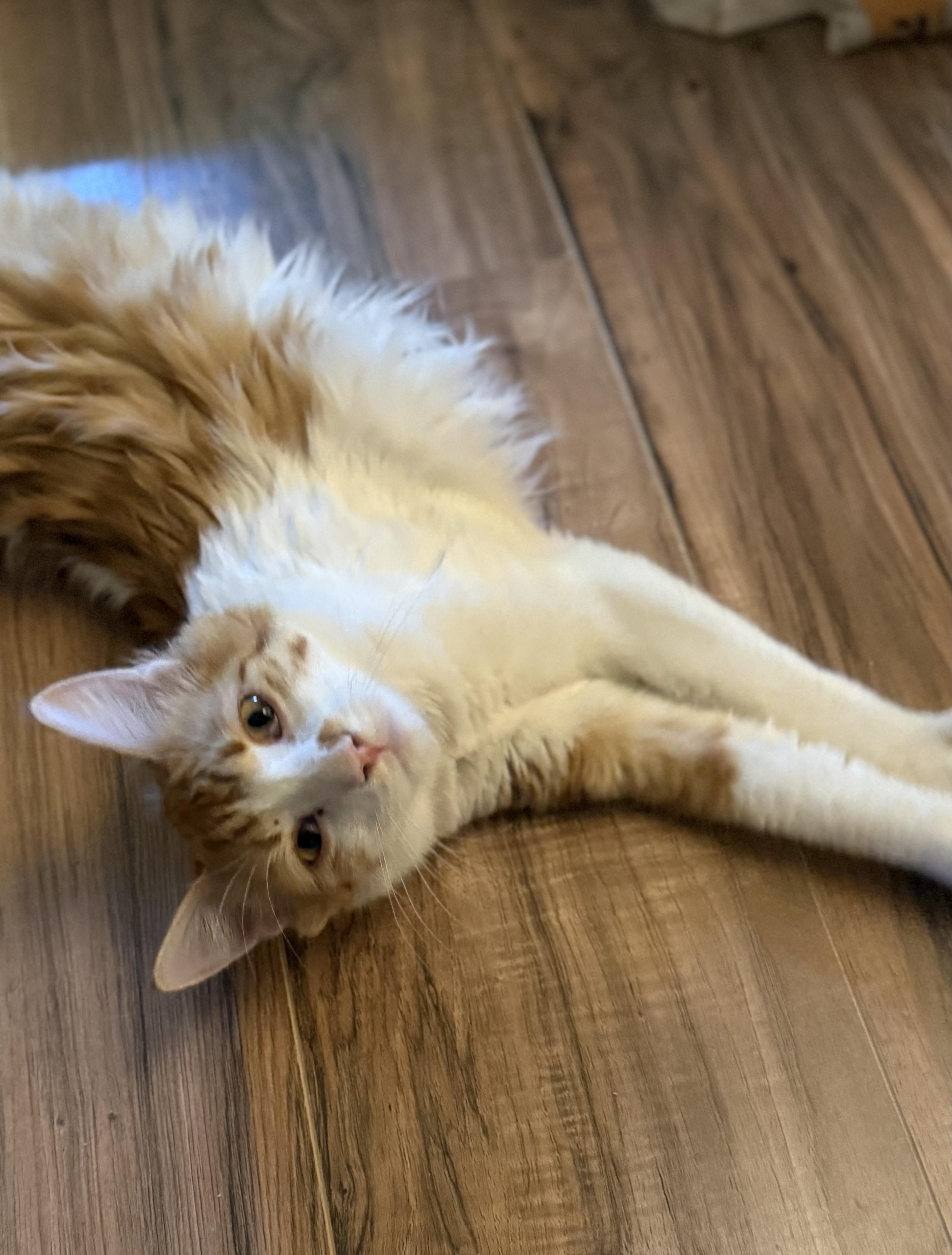 Enlarge Yin and Yang, a Adoptable mixed breed in Prescott, AZ image 4/5