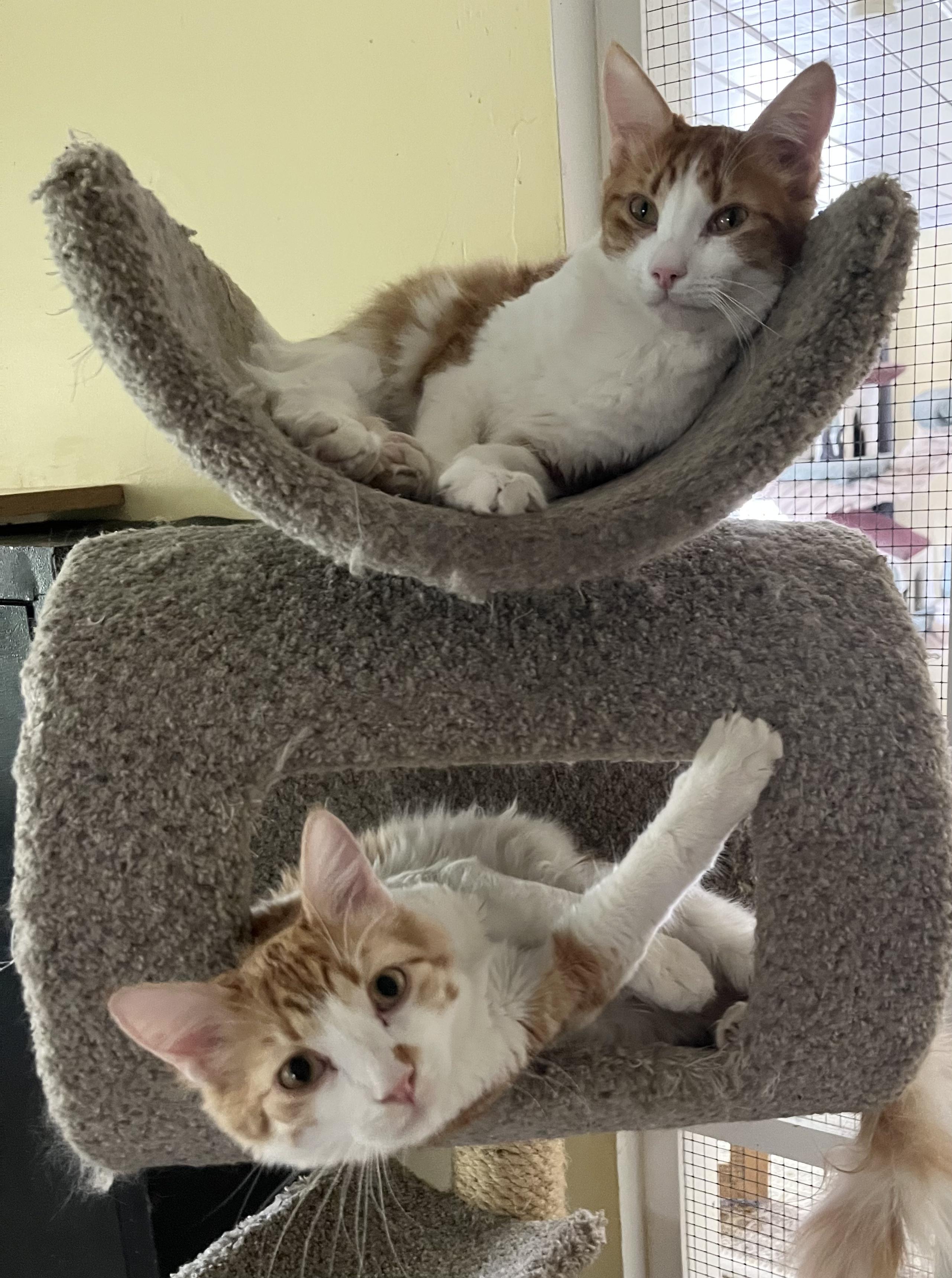 Yin and Yang, Adoptable, Kitten Male Domestic Short Hair & Tabby.