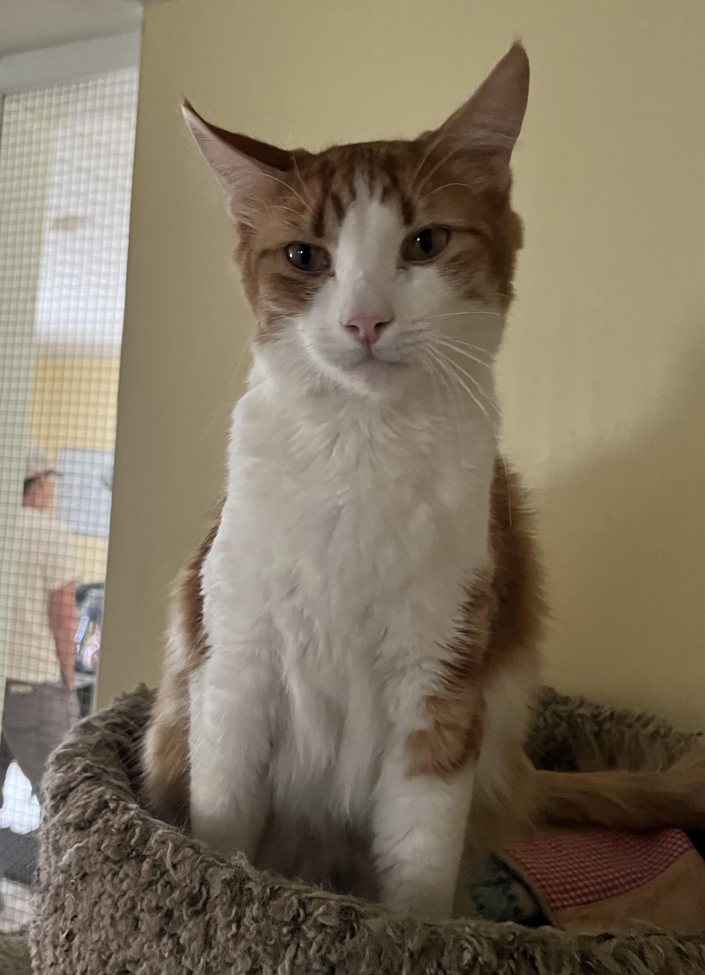 Enlarge Yin and Yang, a Adoptable mixed breed in Prescott, AZ image 3/5