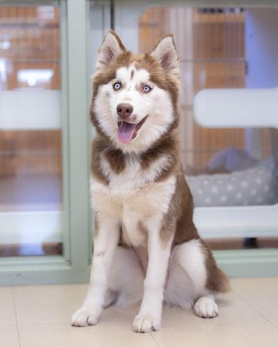 Enlarge KODIE, a Adopted mixed breed in Moab, UT image 1/2