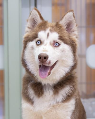 KODIE, Adopted, Young Female Husky.