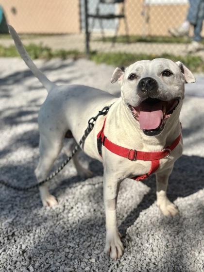 Enlarge Ruby, a Adoptable mixed breed in Cincinnati, OH image 1/3