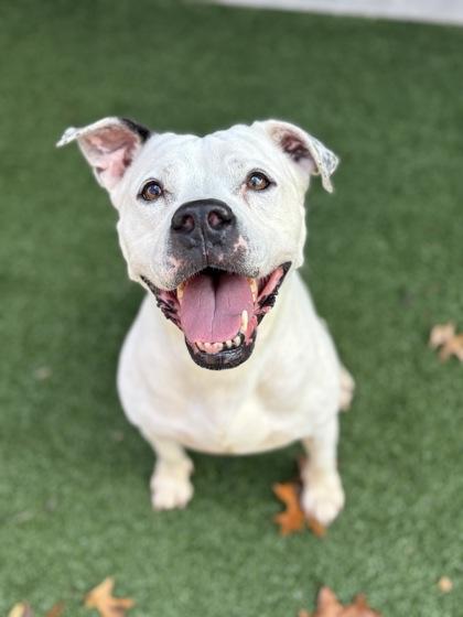 Enlarge Ruby, a Adoptable mixed breed in Cincinnati, OH image 2/3