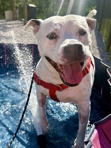 Enlarge Ruby, a Adoptable mixed breed in Cincinnati, OH image 3/3