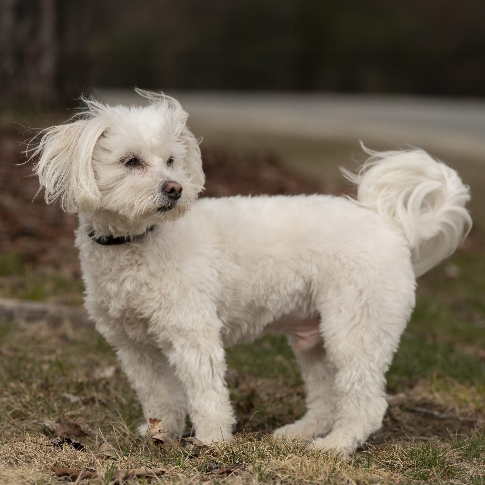 Enlarge Nolan, a Adopted mixed breed in Woodbridge, CT image 1/3