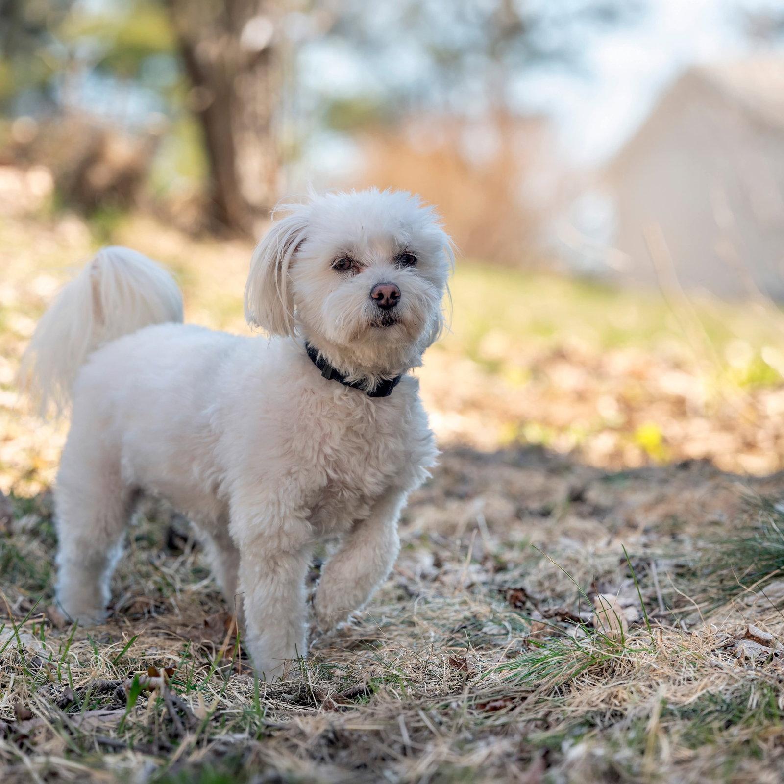 Nolan, Adopted, Adult Male Poodle & Schnauzer.