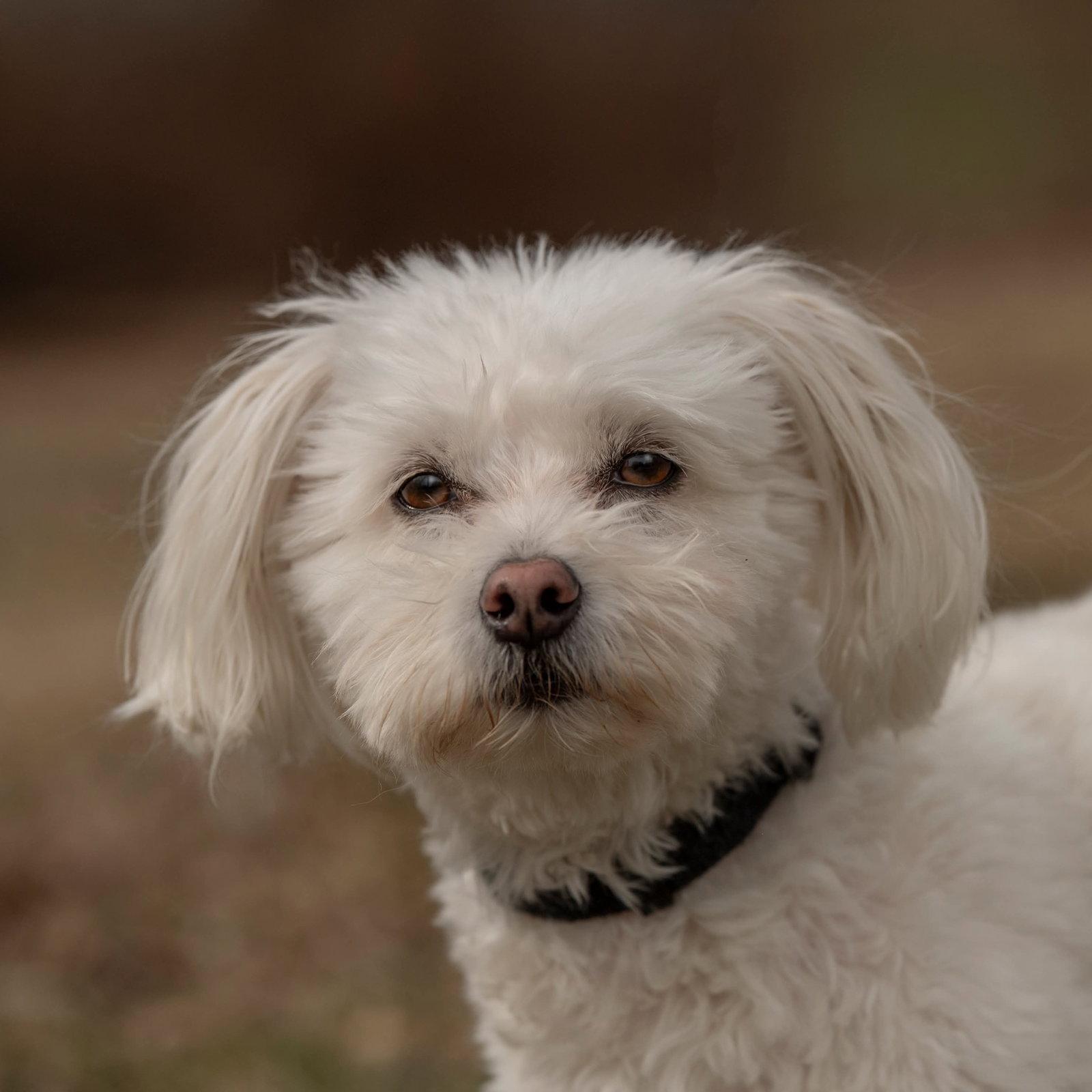 Enlarge Nolan, a Adopted mixed breed in Woodbridge, CT image 3/3