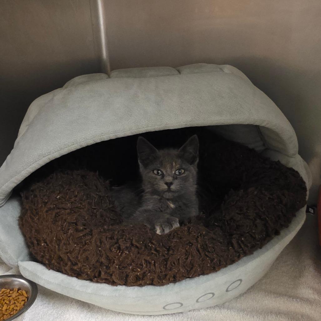 Enlarge Flurry, a ADOPTABLE Domestic Short Hair in Evanston, IL image 2/2