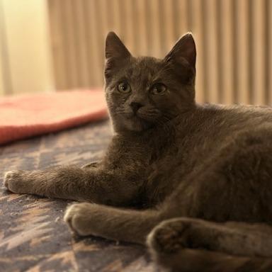 Enlarge Flurry, a ADOPTABLE Domestic Short Hair in Evanston, IL image 1/2